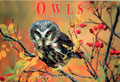 OWLS -Ghosts of the Forest