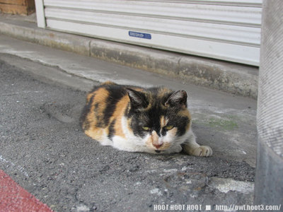 広島の猫