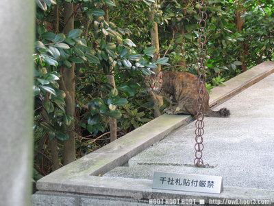 雑司ヶ谷の猫１