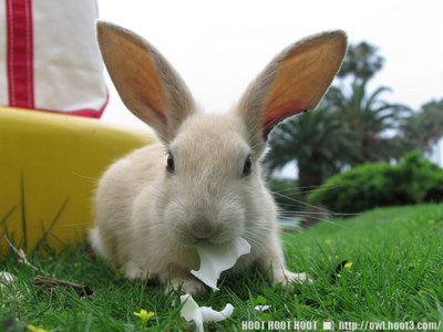 キャベツを食べるウサギ