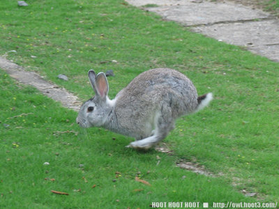 走るウサギ