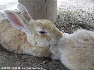 寝るウサギ