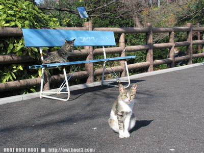 広島の猫２
