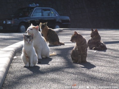 広島の猫５