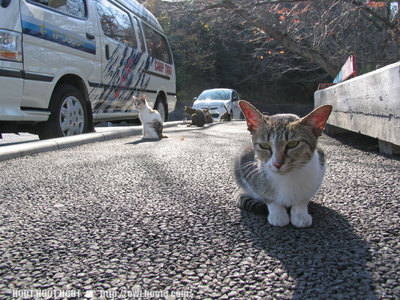 広島の猫６