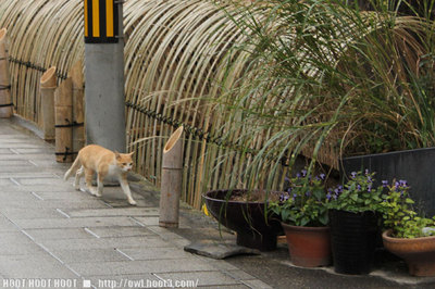 竹原の猫
