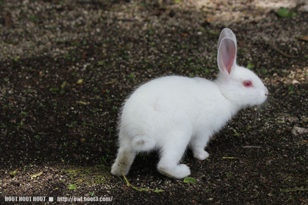 白い子ウサギ