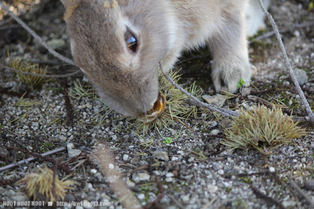 栗を食べるウサギ